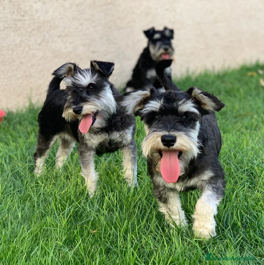 Schnauzer Miniatura perros en venta: Schnauzer Miniatura del Alto del Pago - Anuncio 1