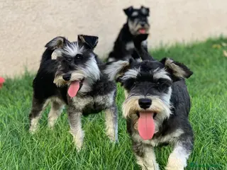 Schnauzer Miniatura perros en venta: Schnauzer Miniatura del Alto del Pago - Anuncio 4
