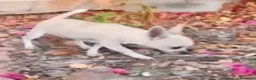 Chihuahua perros en venta: Cachorros de Chihuahuas en Caraby - Anuncio 14