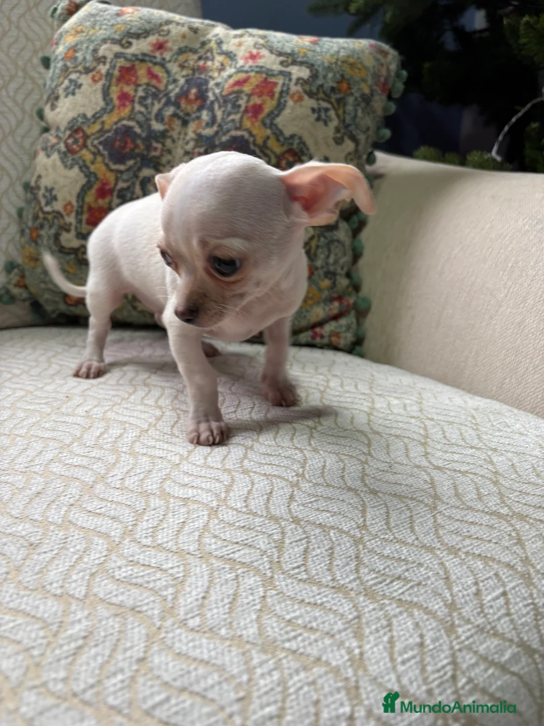 Chihuahua perros en venta: Chihuahua Toy macho blanco  - Anuncio 13