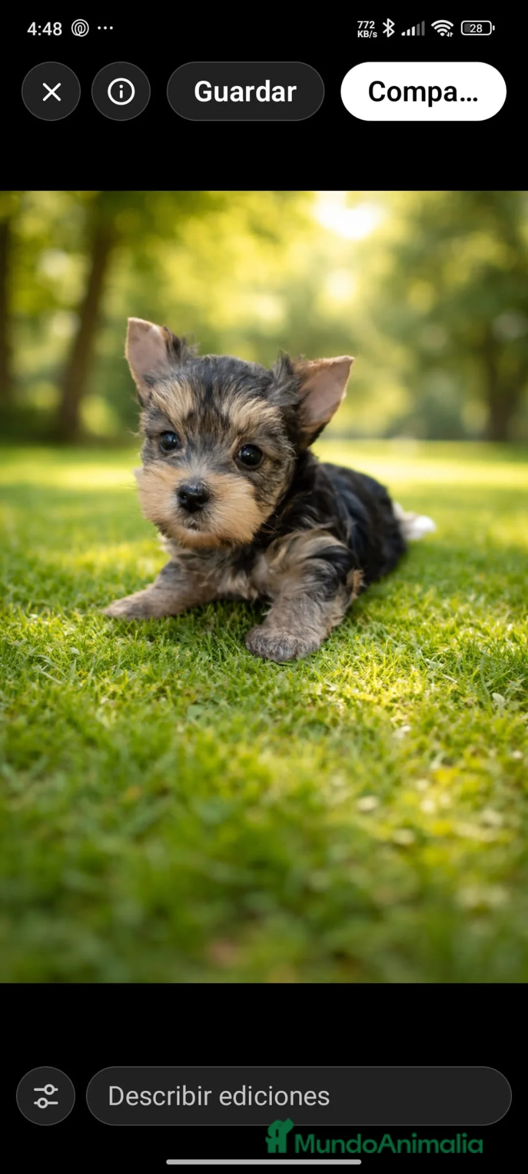 Yorkshire Terrier perros en venta: Hembrita de Yorkshire terrier en Madrid  - Anuncio 1