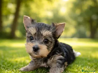 Yorkshire Terrier perros Hembrita de Yorkshire terrier en Madrid - Anuncio 19