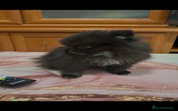 Pomerania perros en venta: Poo pomerania MICRO TOY  - Imagen 8