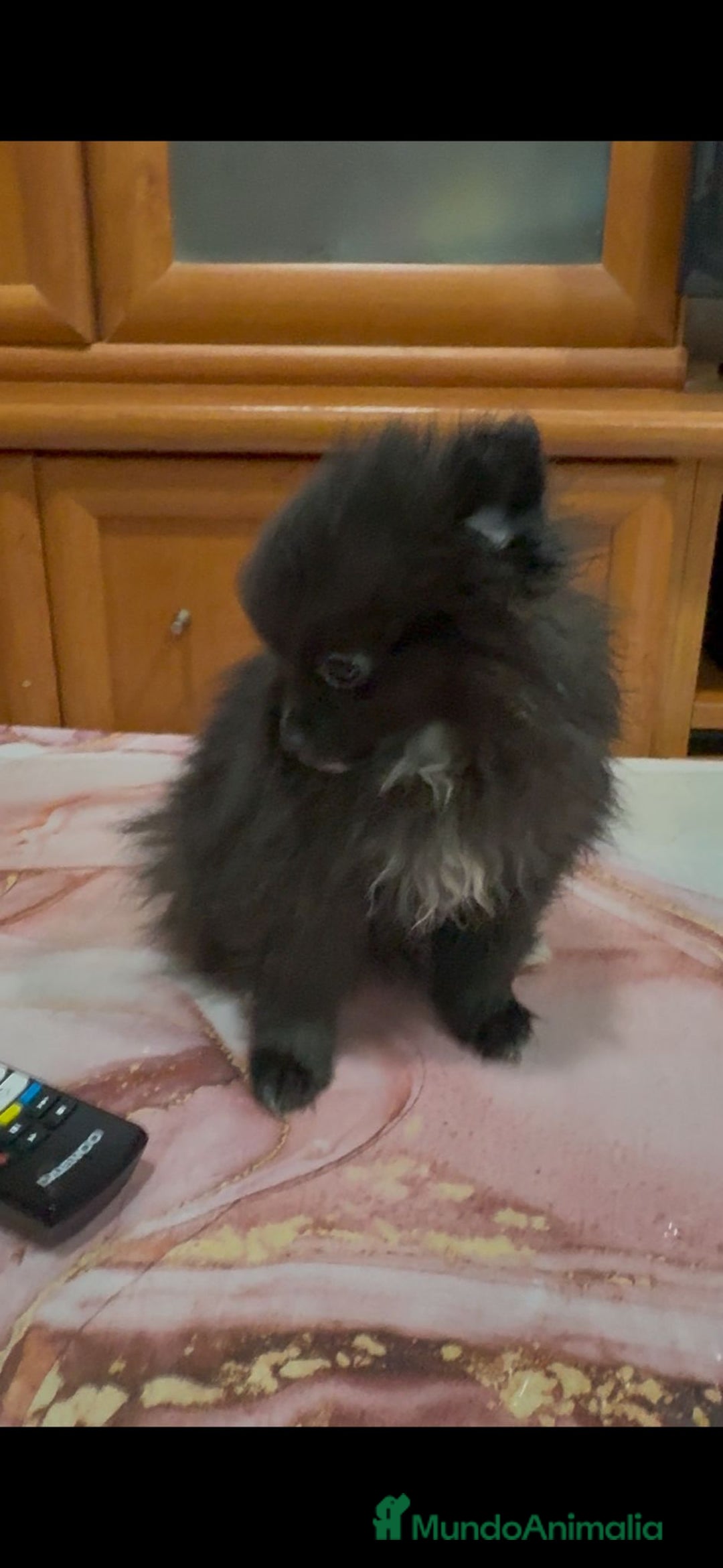 Pomerania perros en venta: Poo pomerania MICRO TOY  - Imagen 8