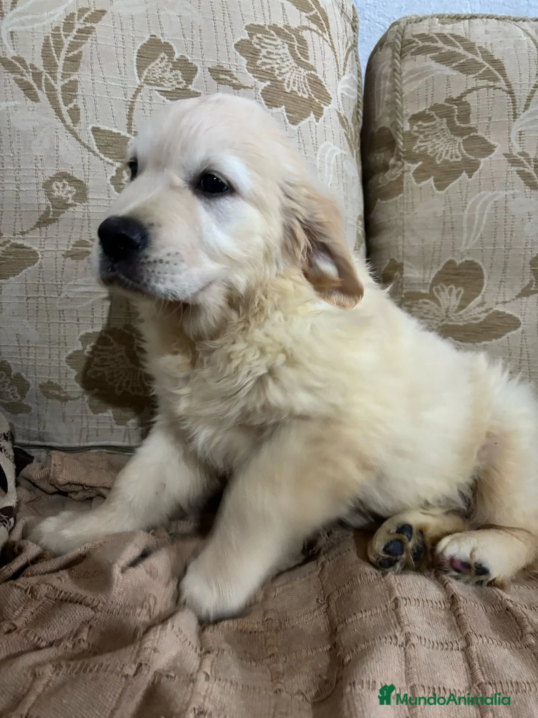 Golden Retriever perros en venta: Golden Retriever cachorros primeras líneas  - Anuncio 7