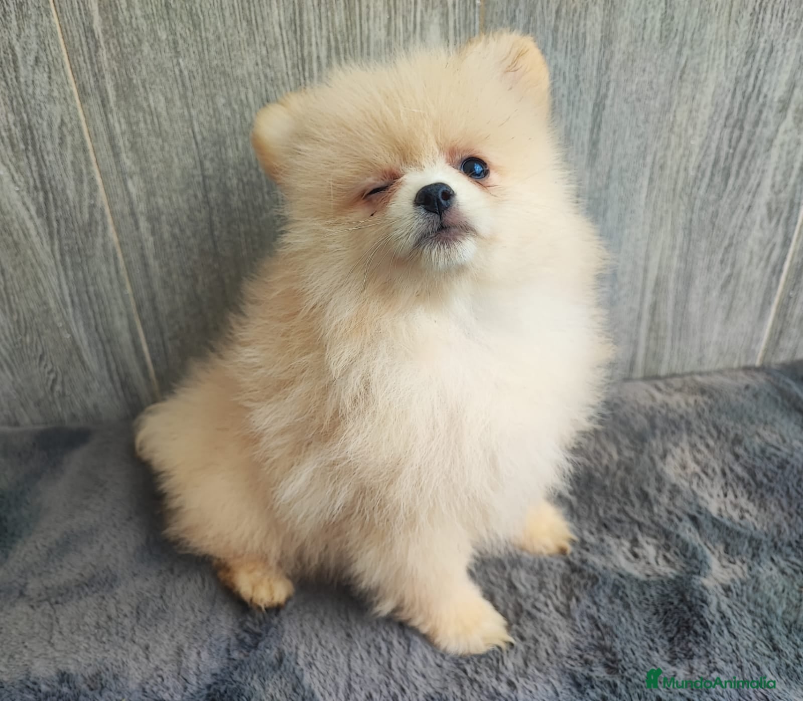 Pomerania perros POMERANIA MACHO - Anuncio 1