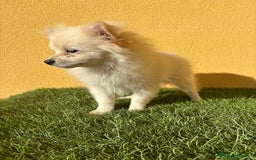 Pomerania perros en venta: Pomerania toy macho blanco  - Imagen 15
