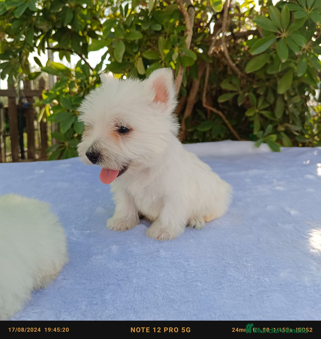 West Highland White Terrier perros en venta: Westy - Imagen 3