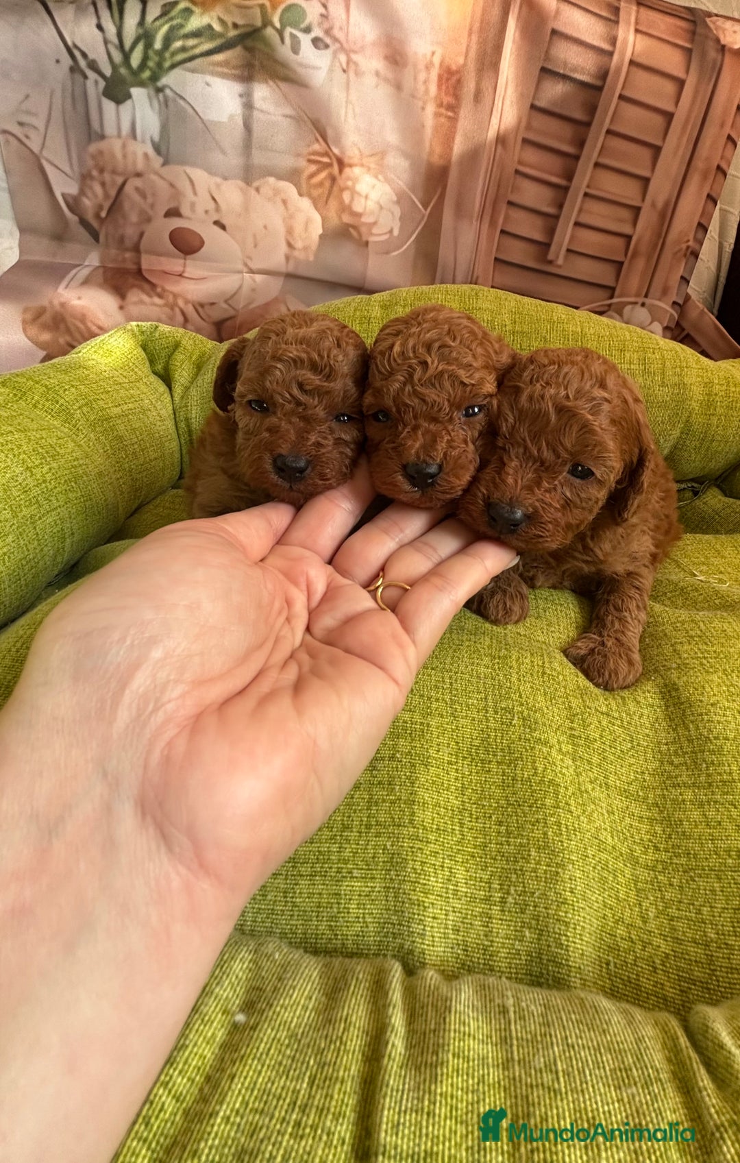 Caniche Toy perros en venta: Caniche Toy rojo hembras y macho  - Anuncio 3