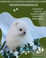 Pomerania Cachorro 10