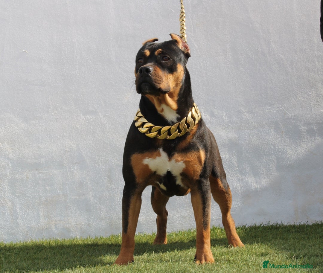 American Pit Bull Terrier perros en venta: American pitbull terrier mejor criadero de España  - Imagen 2