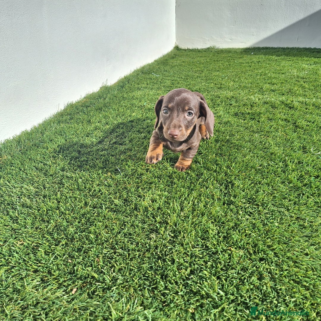 Teckel Miniatura perros en venta: TECKEL MINIATURA & KANINCHEN CHOCOLATE  - Anuncio 2