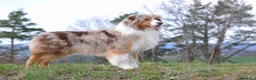 Pastor Australiano perros en venta: Proxima camada pedigree, familiar y con garantías - Anuncio 3