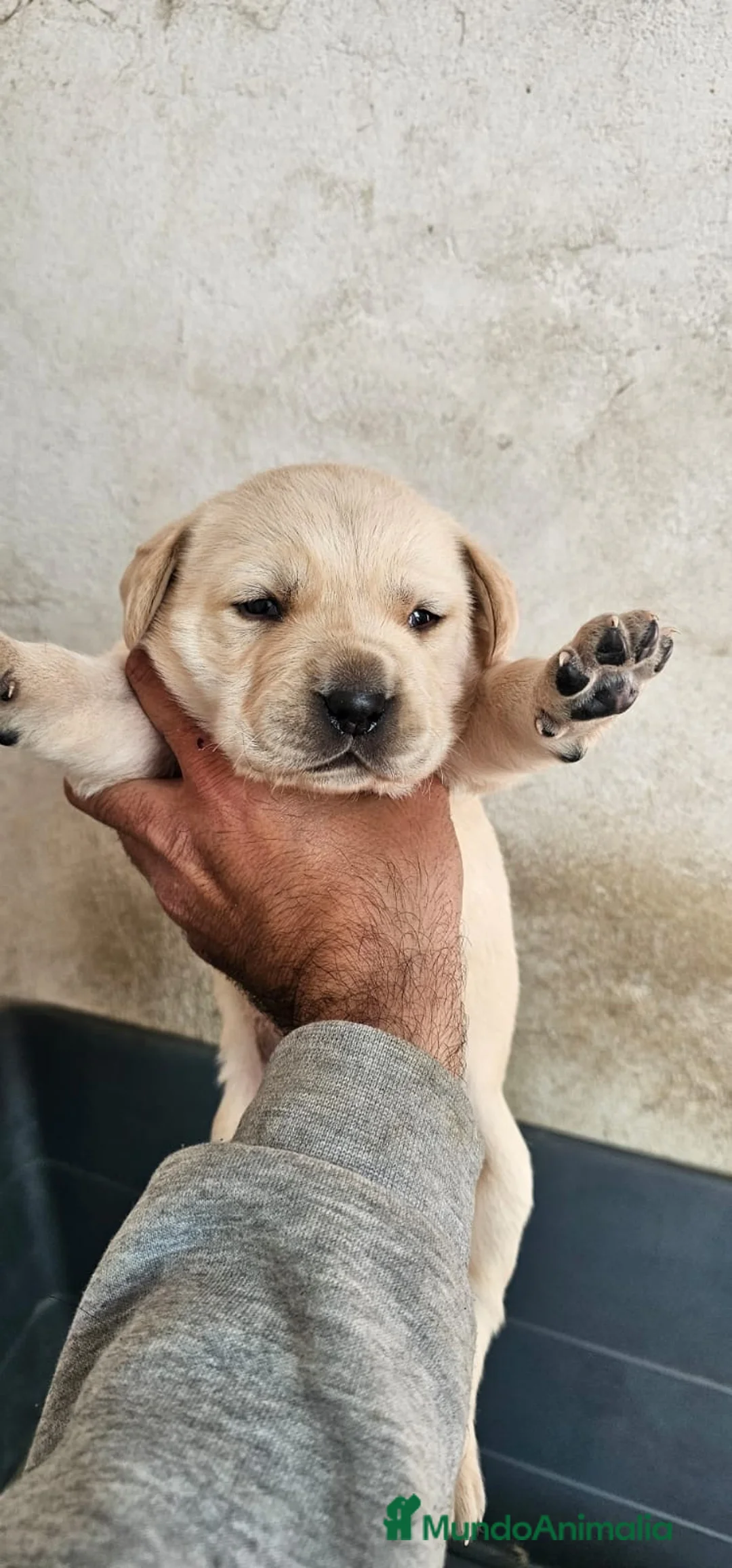Labrador Retriever perros en venta: Preciosos labradores disponibles para reservar - Anuncio 1