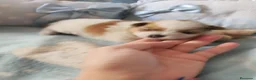 Pomerania perros en venta: Pomerania ositas hembras toy  - Anuncio 5