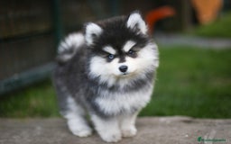 Pomsky perros en venta: Pomsky F4 Toy y minis  - Imagen 22
