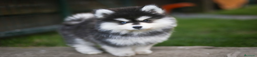 Pomsky Cachorro 6