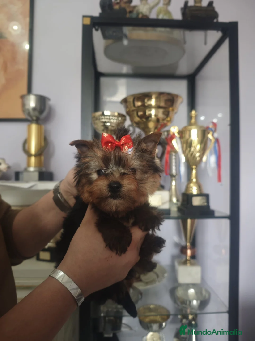Yorkshire Terrier perros en venta: Precioso y exclusivo Yorkshire Macho - Anuncio 2