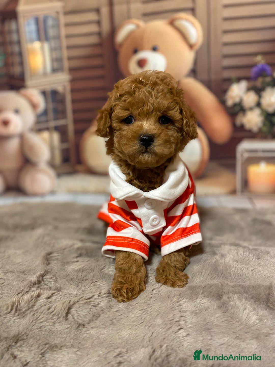 Caniche Toy perros en venta: Caniche rojo toy 🩷 - Imagen 4