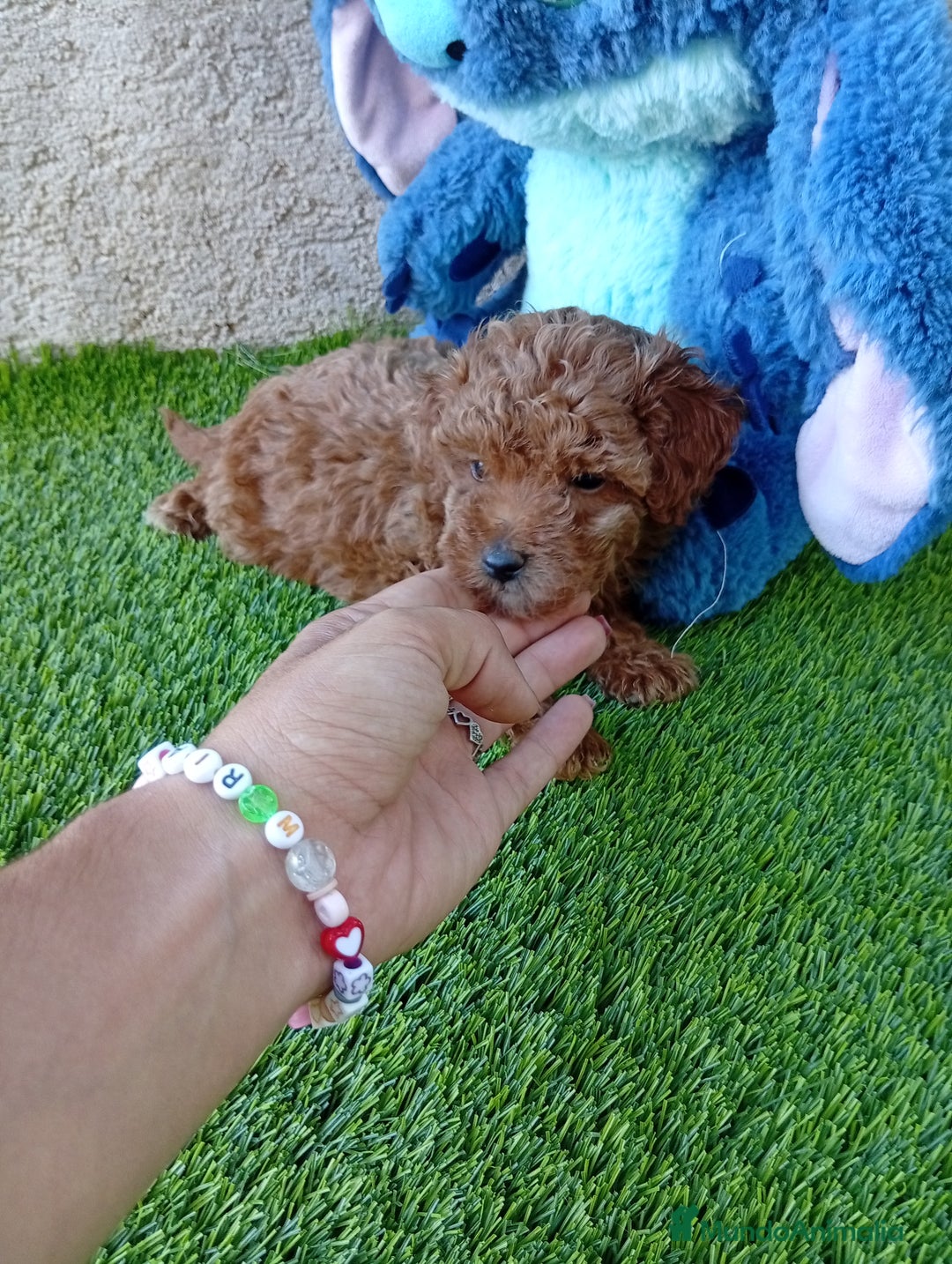 Maltipoo perros en venta: OPORTUNIDAD DE VERANO  - Imagen 2