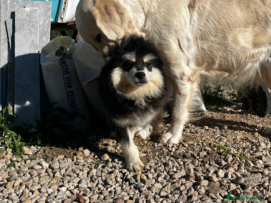 Pomsky perros en venta: Pomsky miniatura multigeneracional  - Anuncio 17