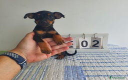 Pinscher Miniatura perros en venta: Pinscher miniatura  - Imagen 4