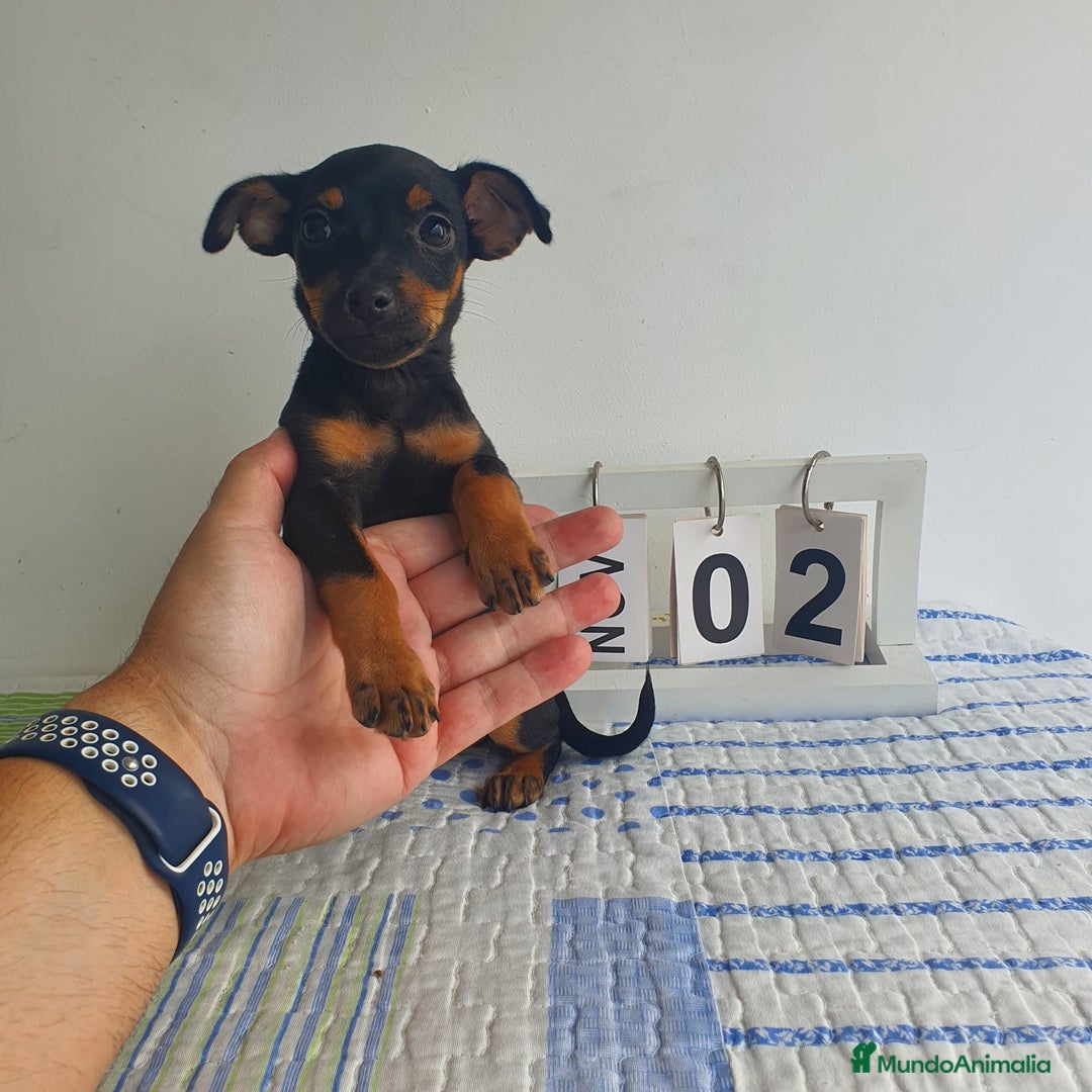 Pinscher Miniatura perros en venta: Pinscher miniatura  - Imagen 4