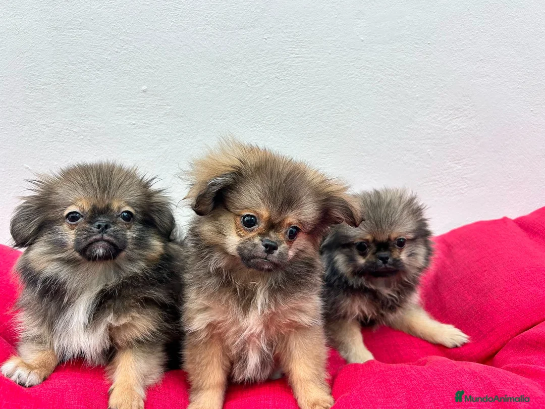Pekinés perros en venta: Pekines  - Anuncio 4