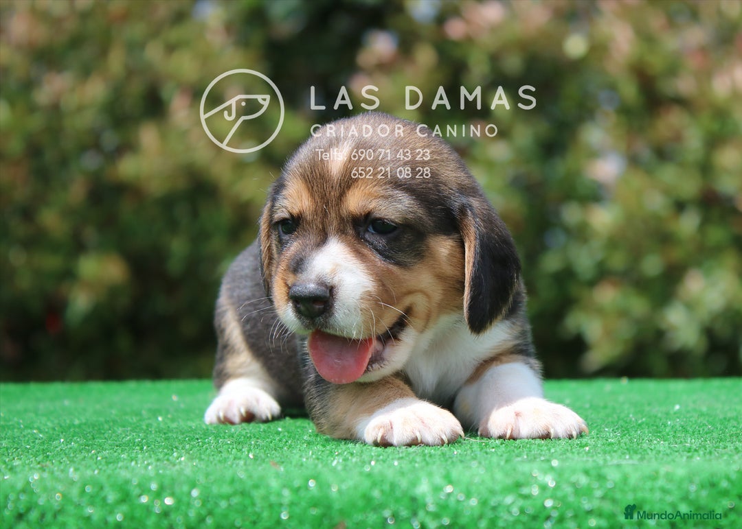 Beagle perros en venta: Beagle tricolor - Imagen 3