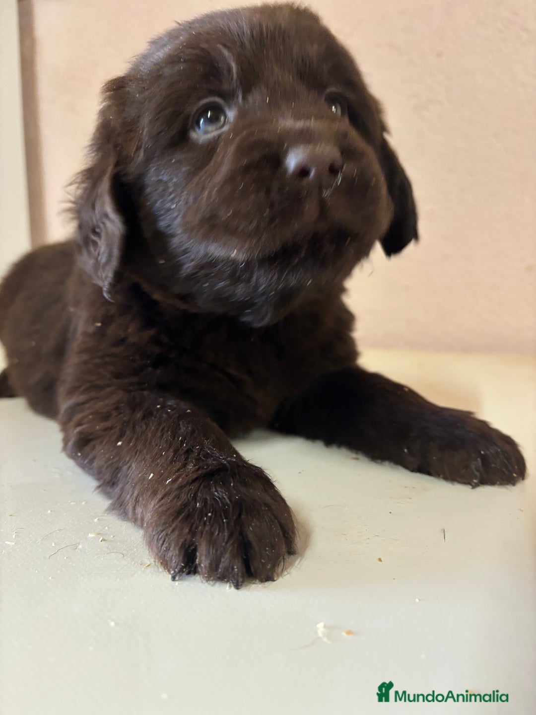 Labrador Retriever perros en venta: Labrador RETRIEVER  - Anuncio 1