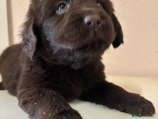 Labrador Retriever perros Labrador RETRIEVER - Anuncio 1