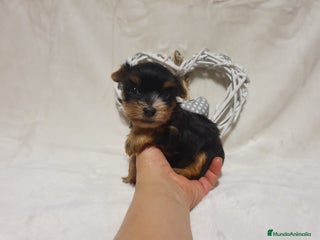 Yorkshire Terrier perros en Granada - Anuncio 22