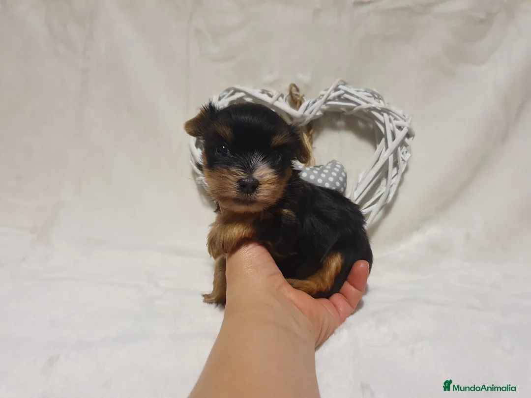 Yorkshire Terrier perros en venta: Preciosos cachorros de Yorkshire  en Granada - Anuncio 1