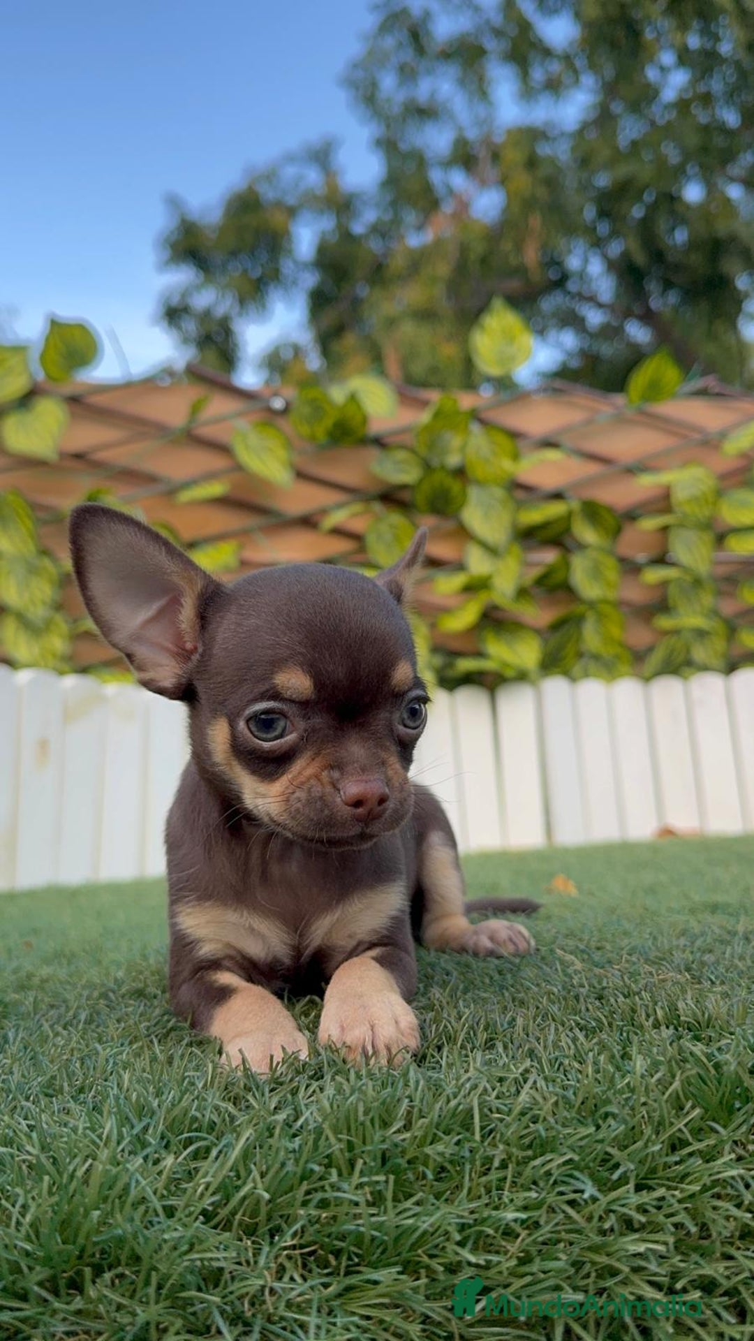Chihuahua perros en venta: CHIHUAHUA MACHO - Imagen 10