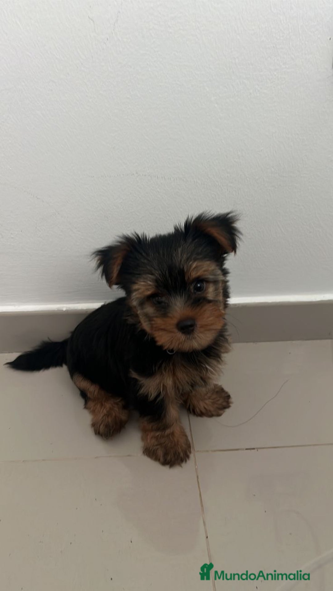 Yorkshire Terrier perros en venta: Yorkshire ¡precio real! - Anuncio 2