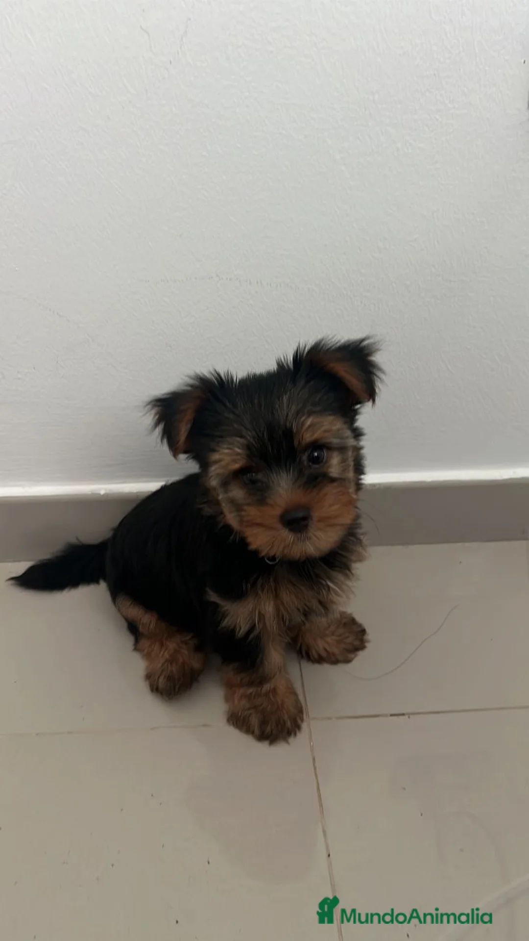 Yorkshire Terrier perros en venta: Yorkshire ¡precio real! - Anuncio 2