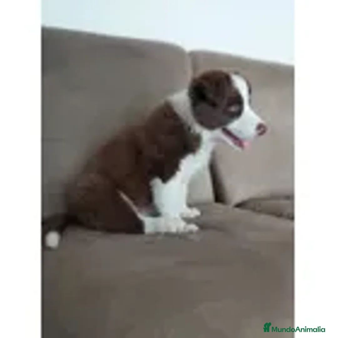 Border Collie perros en venta: BORDER COLLIE PUPPY. - Anuncio 3