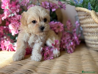 Maltipoo perros - Anuncio 2