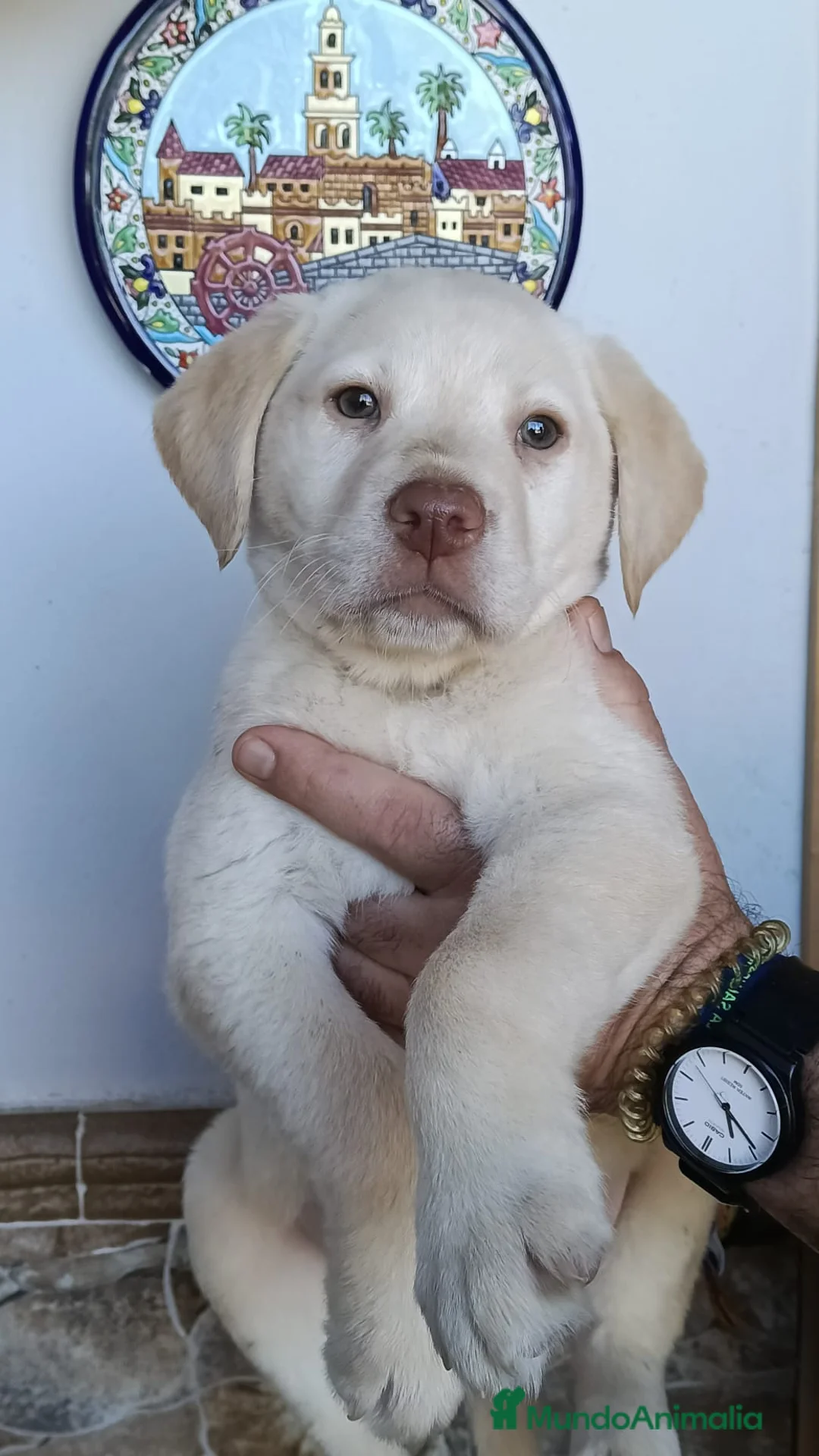 Labrador Retriever perros en venta: Último cachorro disponible para entregar - Anuncio 2