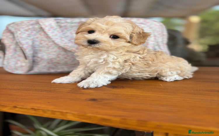 Maltipoo perros - Anuncio 5
