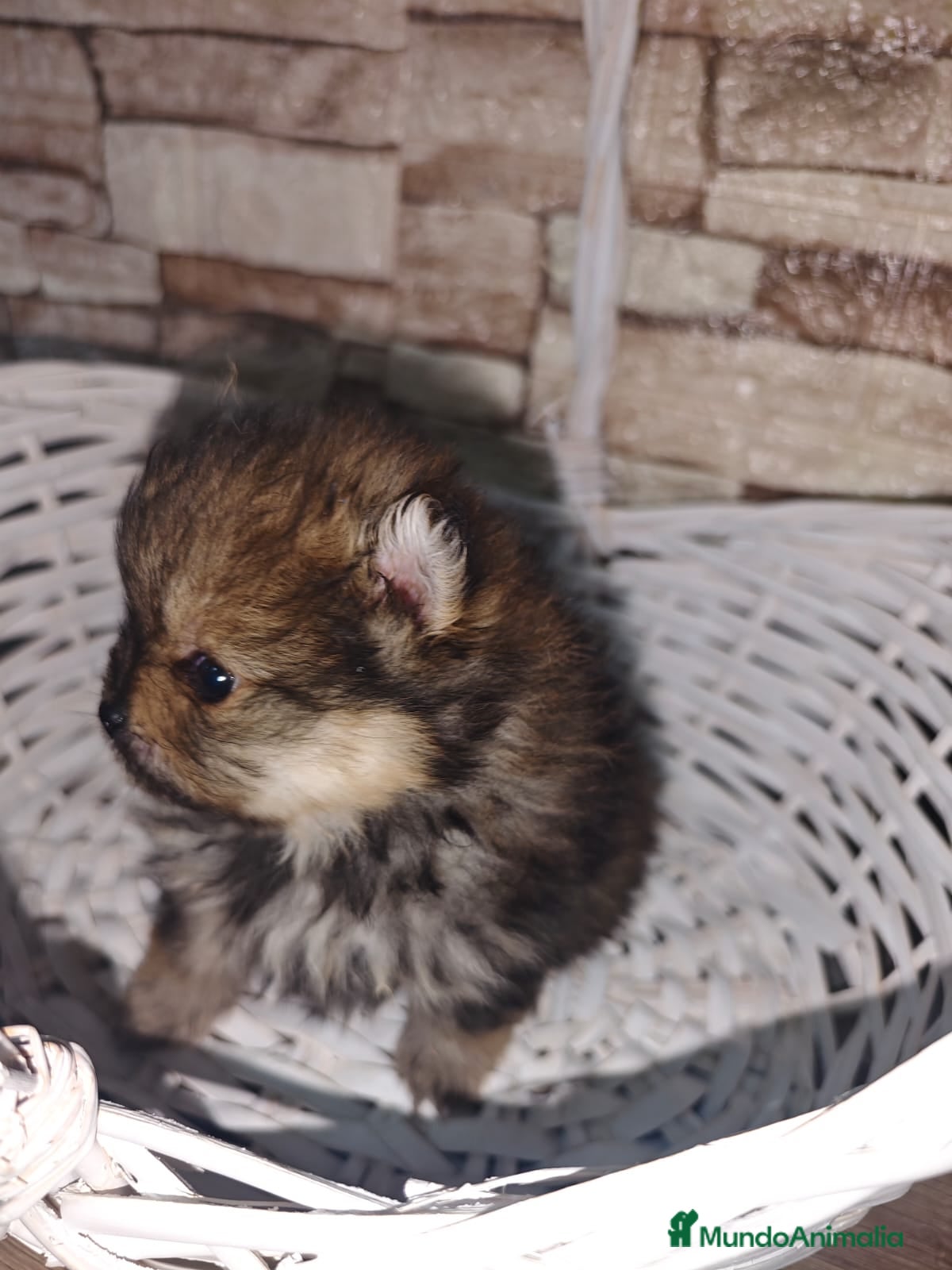 Pomerania perros Pomerania  - Anuncio 1