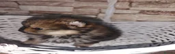 Pomerania perros en venta: Pomerania  - Anuncio 1