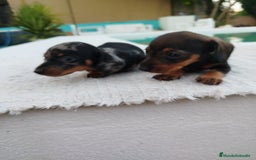 Teckel Miniatura perros en venta: Teckel mini  - Imagen 5