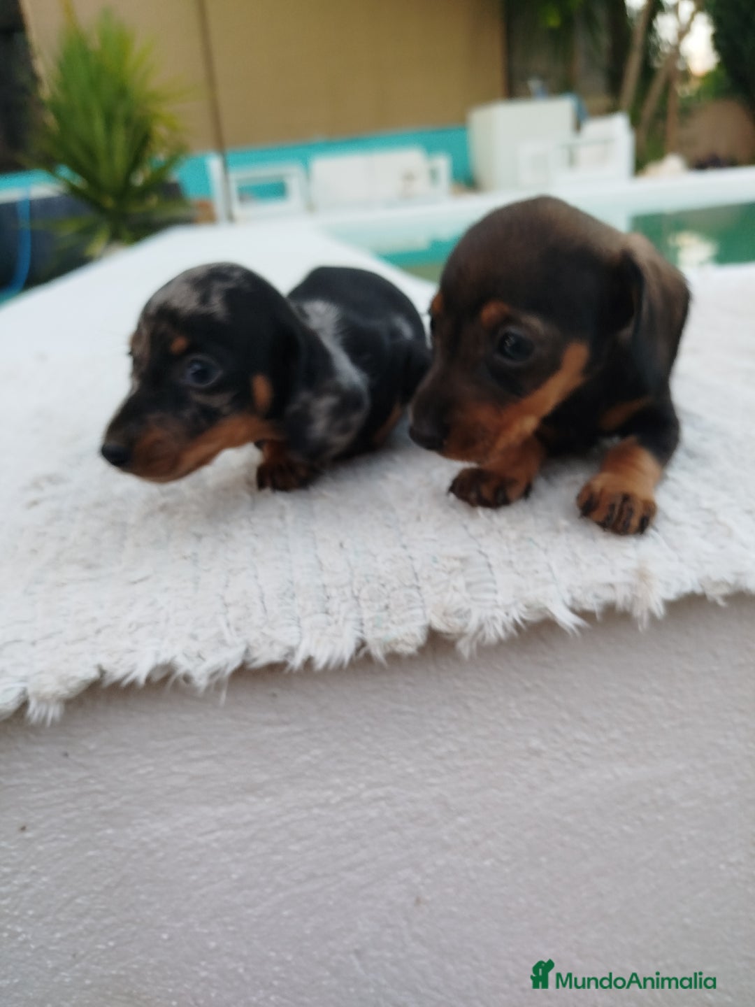 Teckel Miniatura perros en venta: Teckel mini  - Imagen 5