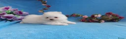 Pomerania perros en venta: PRECIOSO CACHORITO DE POMERANIA TOY  - Anuncio 33