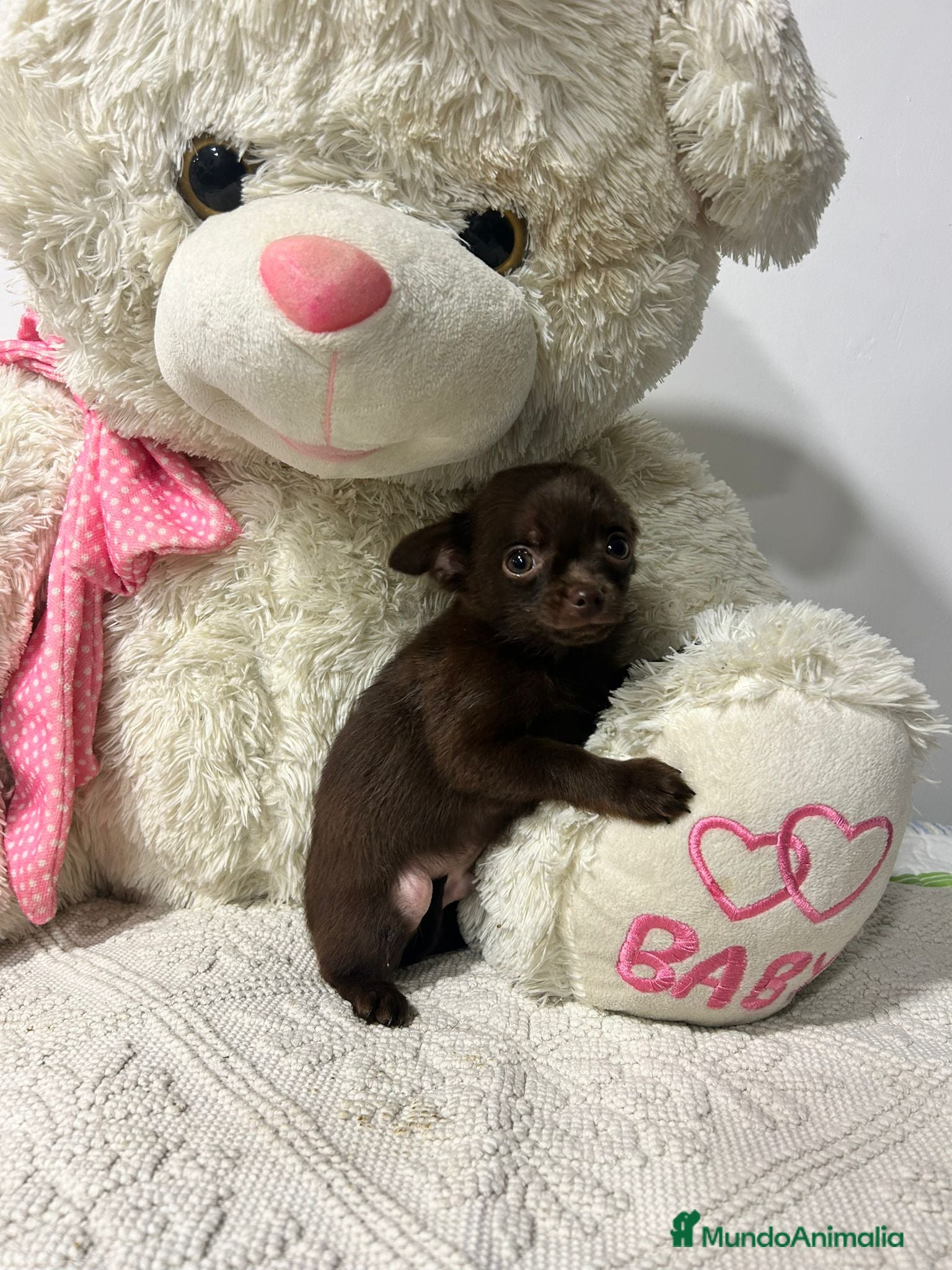 Chihuahua perros Chihuahua mini - Anuncio 1