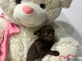 Chihuahua perros Chihuahua mini - Anuncio 1