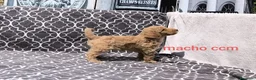 Caniche Gigante perros en venta: Caniches gigantes  - Anuncio 12