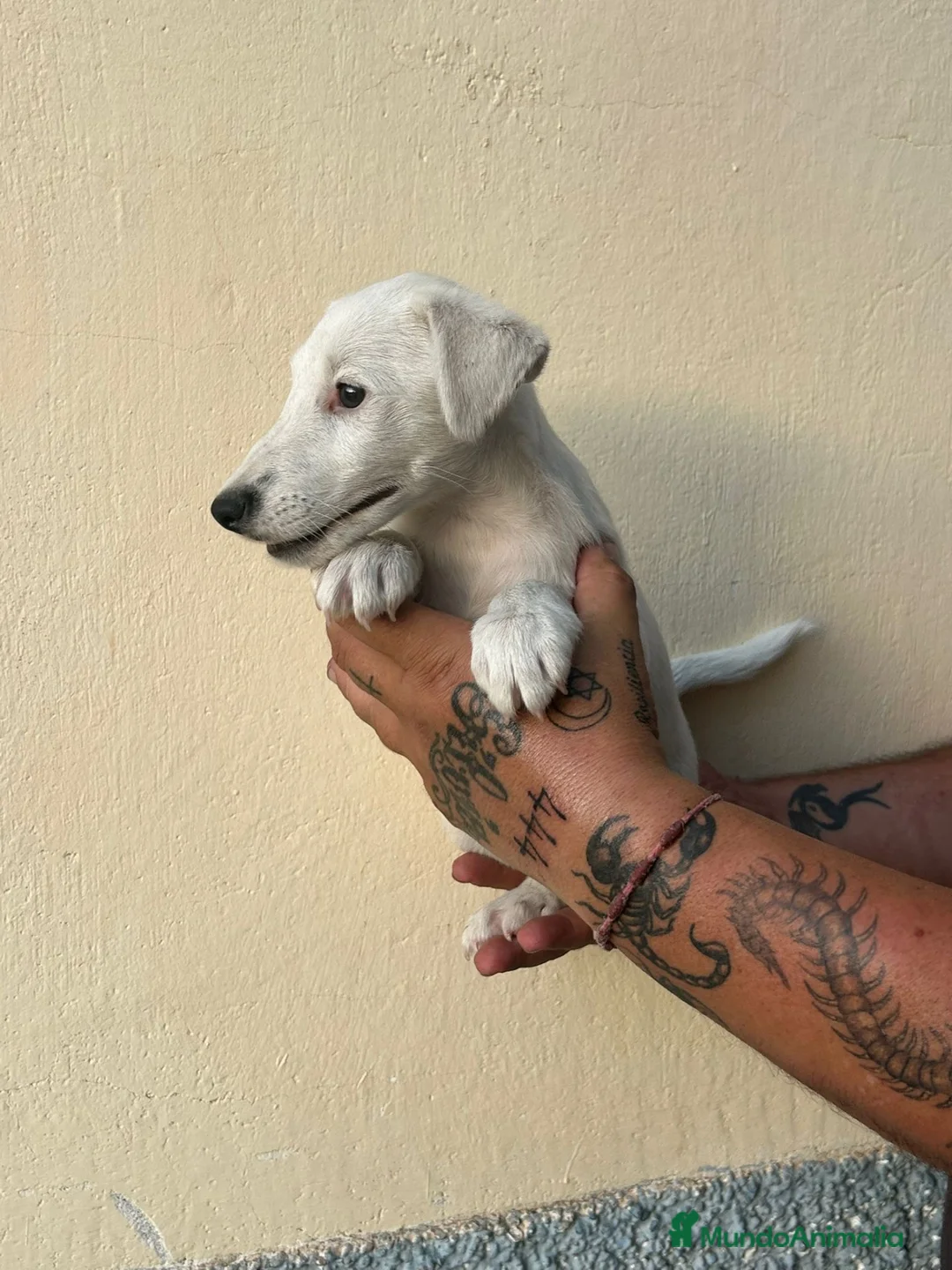 Fox Terrier de Pelo Liso perros en venta: Fox terrier  - Anuncio 2