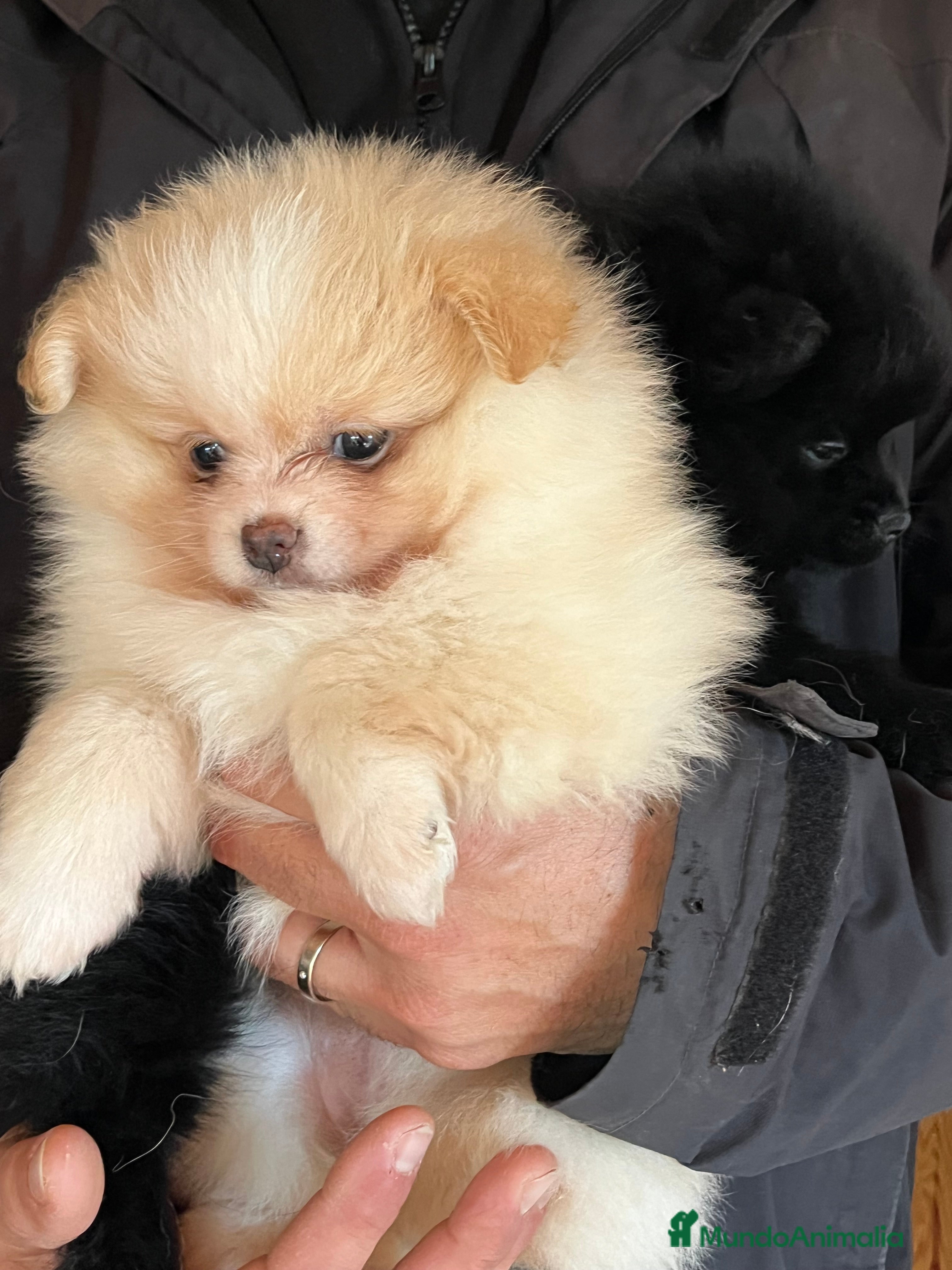 Pomerania perros Pomerania mini  - Anuncio 35